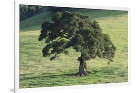 Oak Tree-DLILLC-Framed Photographic Print