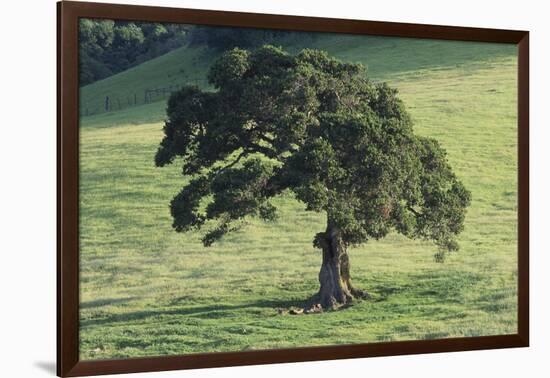 Oak Tree-DLILLC-Framed Photographic Print