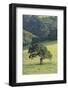 Oak Tree-DLILLC-Framed Photographic Print