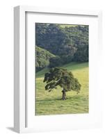 Oak Tree-DLILLC-Framed Photographic Print