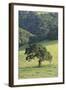 Oak Tree-DLILLC-Framed Photographic Print