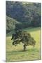 Oak Tree-DLILLC-Mounted Photographic Print