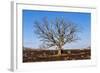 Oak Tree-dendron-Framed Photographic Print