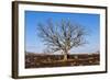 Oak Tree-dendron-Framed Photographic Print