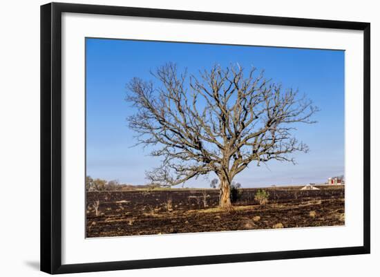 Oak Tree-dendron-Framed Photographic Print