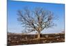 Oak Tree-dendron-Mounted Photographic Print