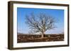 Oak Tree-dendron-Framed Photographic Print