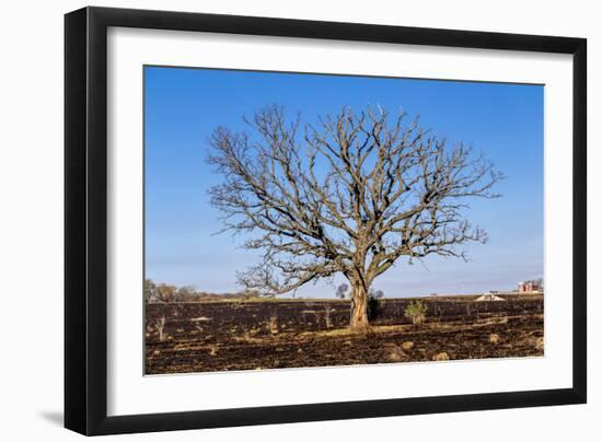 Oak Tree-dendron-Framed Photographic Print