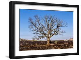 Oak Tree-dendron-Framed Photographic Print