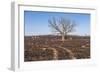 Oak Tree-dendron-Framed Photographic Print