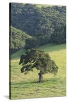 Oak Tree-DLILLC-Stretched Canvas