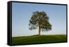 Oak tree-Charles Bowman-Framed Stretched Canvas