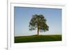 Oak tree-Charles Bowman-Framed Photographic Print