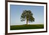 Oak tree-Charles Bowman-Framed Photographic Print