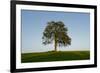 Oak tree-Charles Bowman-Framed Photographic Print