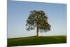 Oak tree-Charles Bowman-Mounted Photographic Print