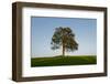 Oak tree-Charles Bowman-Framed Photographic Print