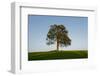 Oak tree-Charles Bowman-Framed Photographic Print