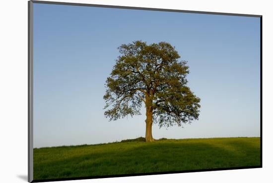 Oak tree-Charles Bowman-Mounted Photographic Print