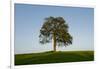 Oak tree-Charles Bowman-Framed Photographic Print