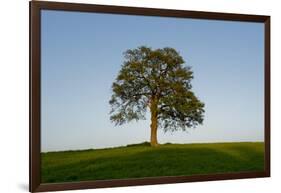 Oak tree-Charles Bowman-Framed Photographic Print