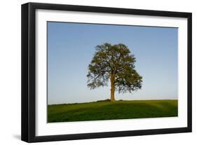 Oak tree-Charles Bowman-Framed Photographic Print