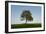 Oak tree-Charles Bowman-Framed Photographic Print