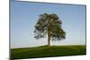 Oak tree-Charles Bowman-Mounted Photographic Print