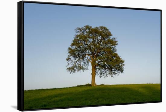 Oak tree-Charles Bowman-Framed Stretched Canvas