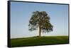 Oak tree-Charles Bowman-Framed Stretched Canvas