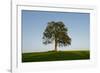 Oak tree-Charles Bowman-Framed Photographic Print