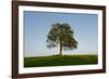 Oak tree-Charles Bowman-Framed Photographic Print