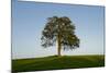 Oak tree-Charles Bowman-Mounted Photographic Print