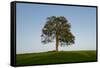 Oak tree-Charles Bowman-Framed Stretched Canvas