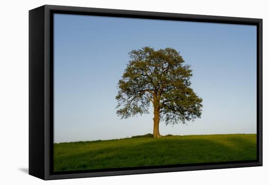 Oak tree-Charles Bowman-Framed Stretched Canvas