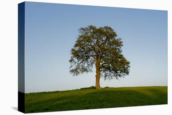 Oak tree-Charles Bowman-Stretched Canvas