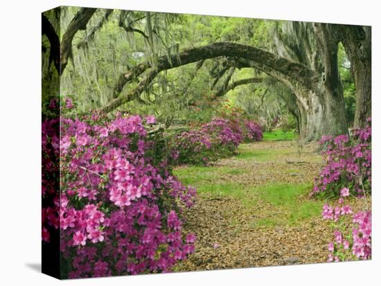Oak Trees Above Azaleas in Bloom, Magnolia Plantation, Near Charleston, South Carolina, USA-Adam Jones-Stretched Canvas
