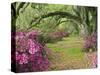 Oak Trees Above Azaleas in Bloom, Magnolia Plantation, Near Charleston, South Carolina, USA-Adam Jones-Stretched Canvas