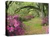 Oak Trees Above Azaleas in Bloom, Magnolia Plantation, Near Charleston, South Carolina, USA-Adam Jones-Stretched Canvas