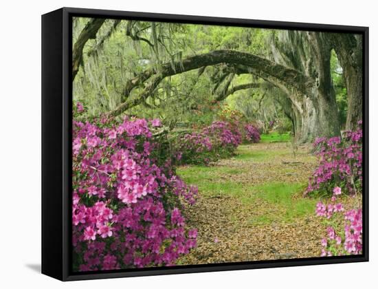 Oak Trees Above Azaleas in Bloom, Magnolia Plantation, Near Charleston, South Carolina, USA-Adam Jones-Framed Stretched Canvas