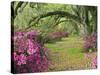 Oak Trees Above Azaleas in Bloom, Magnolia Plantation, Near Charleston, South Carolina, USA-Adam Jones-Stretched Canvas