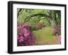 Oak Trees Above Azaleas in Bloom, Magnolia Plantation, Near Charleston, South Carolina, USA-Adam Jones-Framed Premium Photographic Print