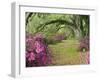 Oak Trees Above Azaleas in Bloom, Magnolia Plantation, Near Charleston, South Carolina, USA-Adam Jones-Framed Premium Photographic Print