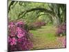 Oak Trees Above Azaleas in Bloom, Magnolia Plantation, Near Charleston, South Carolina, USA-Adam Jones-Mounted Premium Photographic Print