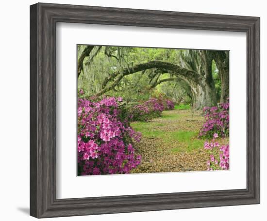 Oak Trees Above Azaleas in Bloom, Magnolia Plantation, Near Charleston, South Carolina, USA-Adam Jones-Framed Photographic Print