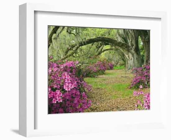Oak Trees Above Azaleas in Bloom, Magnolia Plantation, Near Charleston, South Carolina, USA-Adam Jones-Framed Photographic Print