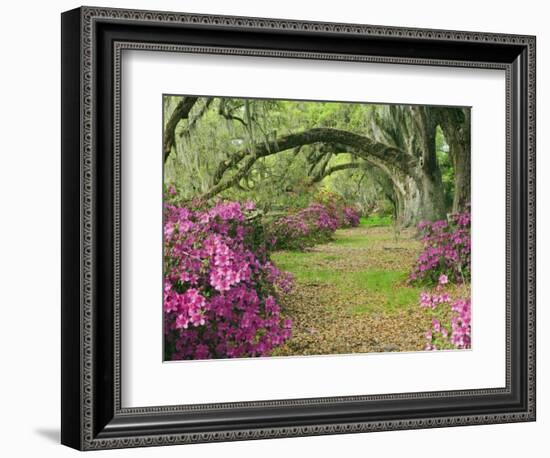 Oak Trees Above Azaleas in Bloom, Magnolia Plantation, Near Charleston, South Carolina, USA-Adam Jones-Framed Photographic Print