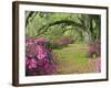 Oak Trees Above Azaleas in Bloom, Magnolia Plantation, Near Charleston, South Carolina, USA-Adam Jones-Framed Photographic Print