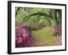 Oak Trees Above Azaleas in Bloom, Magnolia Plantation, Near Charleston, South Carolina, USA-Adam Jones-Framed Photographic Print