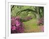 Oak Trees Above Azaleas in Bloom, Magnolia Plantation, Near Charleston, South Carolina, USA-Adam Jones-Framed Photographic Print